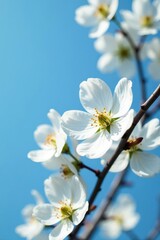Obraz premium Fragile dogwood blossoms, vibrant white petals against azure sky , landscape, serene, stock