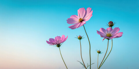 Obraz premium Pink cosmos flowers against serene blue sky create tranquil and uplifting scene