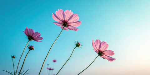 Pink cosmos flowers against clear blue sky create serene and uplifting scene