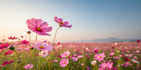 Obraz premium Pink cosmos flowers bloom vibrantly in vast field under clear blue sky, creating serene and picturesque landscape