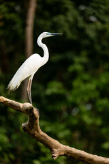 A majestic white egret is seen standing tall on a log against the dense forest backdrop of Chitwan National Park. With its elegant posture and bright white plumage, the egret symbolizes purity 