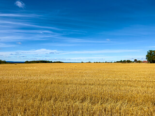Golden Wheat Field Under Blue Sky in Sweden © Creative