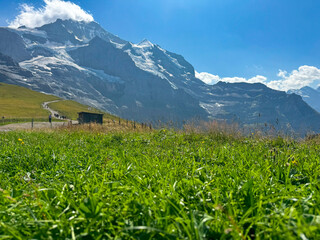 Fototapeta premium Alpine Meadow with Mountain View at Kleine Scheidegg Switzerland