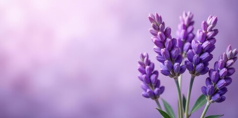 Naklejka premium Pastel purple backdrop, profuse lavender bouquet , texture, organic, artistic