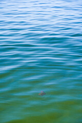 Fototapeta premium Aurelia jellyfish or the eared jellyfish in the Baltic Sea
