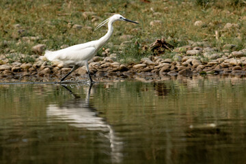 A stunning white egret is seen wading through the shallow waters of Chitwan National Park. Its slender legs and delicate feathers reflect beautifully on the calm water as it moves carefully the bank