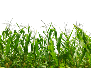 Corn plant  growing isolated on transparent background for garden design.