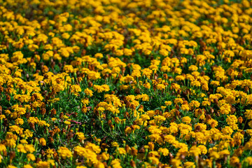 Bright Yellow Marigold Flowers in Bloom