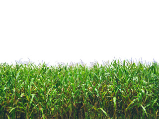 Fototapeta premium Corn plant growing isolated on transparent background for garden design.