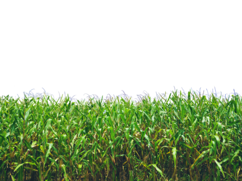 Corn plant  growing isolated on transparent background for garden design.