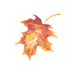 Single orange red watercolor maple leaf. Autumn leaf for herbarium. Thanksgiving clipart. Fall harvest design element. Hand-drawn watercolor illustration for stickers, greeting cards, posters