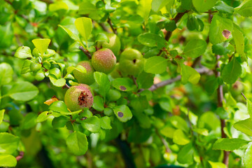 A tree with green leaves and a few apples on it. The apples are ripe and have been eaten by bugs