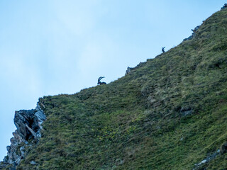 deux bouquetins, m&acirc;le et femelle se d&eacute;tachent de l'horizon dans un alpage