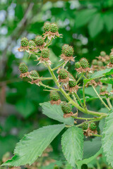 A bunch of blackberries are growing on a bush