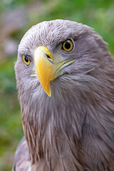 ferocious eagle with brown plumage and yellow beak portrait wild bird
