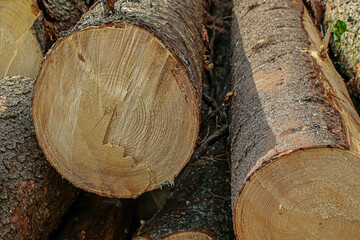 A pile of logs with one of them being a large log with a hole in the middle