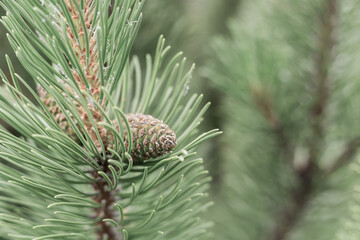 A pine tree with three cones on it. The cones are brown and green. The tree is tall and has many branches