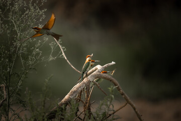 A vibrant trio of chestnut-headed bee-eaters perches on a dry branch in Chitwan  Their striking...