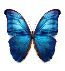 A vibrantly detailed butterfly with striking blue iridescent wings and delicate antennae, isolated on a clean white background