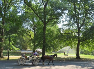 horse carriage  in a Central Park, Manhattan, New York, USA in summer