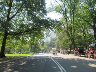 horse carriage  in a Central Park, Manhattan, New York, USA in summer