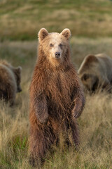 Brown bear in peaceful environment September heat 2025