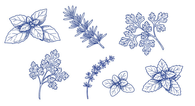 Artistic collection of popular culinary herbs depicted in a vintage blue hand-drawn sketch style, isolated on a white background for botanical design