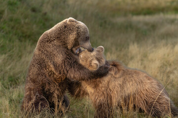 Brown bear fighting environment September heat 2025