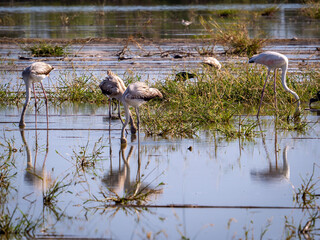 Flamingos in the Amardá Marsh wetland (Valencia, Spain)
