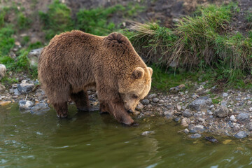 Brown bear in peaceful environment September heat 2025