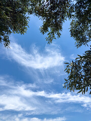 Olive tree branches with green leaves frame a cloudy blue sky, low angle view, card template