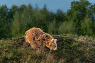 Brown bear in peaceful environment September heat 2025