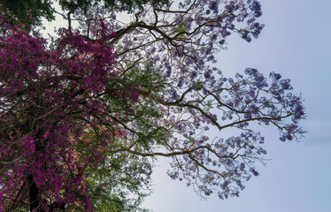 Bougainvillea climbing on a jacaranda tree in bloom, branches covered in delicate purple flowers, blue sky.