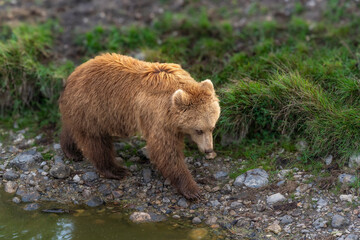 Brown bear in peaceful environment September heat 2025