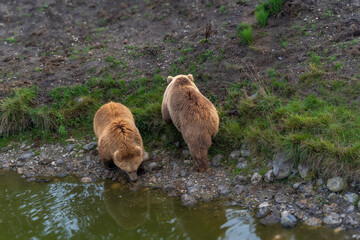 Brown bear in peaceful environment September heat 2025