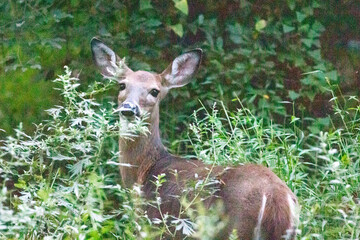 deer in the woods