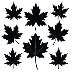 Obraz premium Silhouetted Maple Leaves Depicting Nature's Grace and Autumnal Charm Symbolizing Change, Resilience, and the Timeless Beauty of the Natural World
