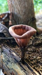 mushrooms in the forest. Tropical wild mushroom Lentinus sp on forest floor of West Kalimantan.
