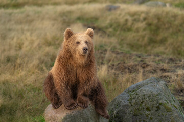 Brown bear in peaceful environment September heat 2025