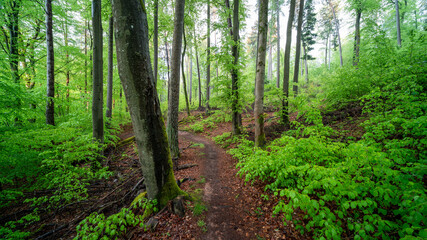 Fototapeta premium Herbstliche Buchen mit bemoostem Wurzelansatz im Nebel im Modenbachtal bei Edenkoben