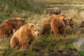 Brown bear in peaceful environment September heat 2025