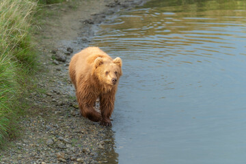 swimming brown bear in peaceful environment September heat 2025