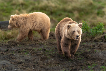 Brown bear in peaceful environment September heat 2025