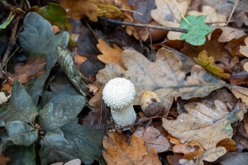 common puffball mushroom growing amongst autumn leaves