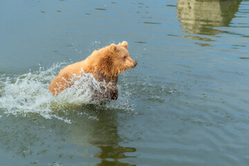 swimming brown bear in peaceful environment September heat 2025