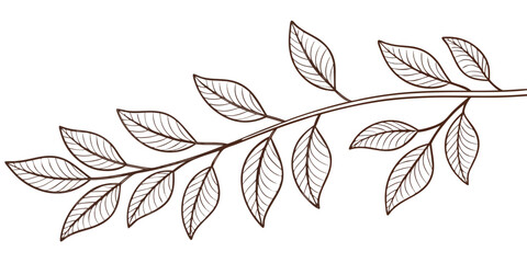 Fototapeta premium Elegant Branch with Elongated Leaves Delicate Line Art Illustration of a Botanical Element for Decor or Design Projects