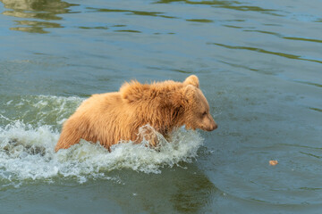 swimming brown bear in peaceful environment September heat 2025