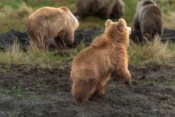 Brown bear in peaceful environment September heat 2025