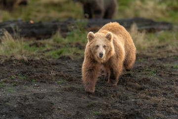 Brown bear in peaceful environment September heat 2025