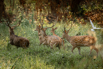 A herd of spotted deer moves through the forest of Chitwan, led by a majestic stag with tall antlers, symbolizing strength, beauty, and harmony in the wild.